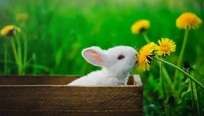 九游网页版官网入口-韩国星际争霸赛季冠军争夺激烈，星际争霸比赛全是韩国人夺冠