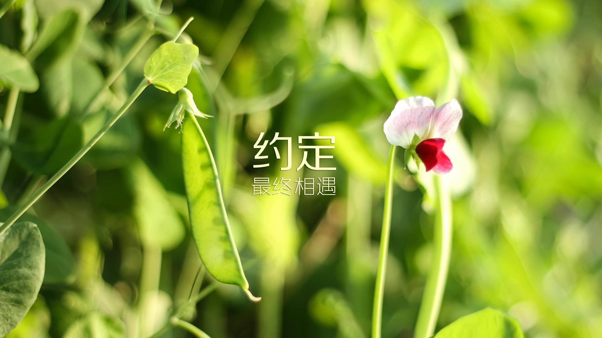 丹麦队逼平斯洛文尼亚，拿到了不败战绩，丹麦 球队